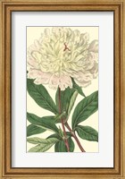 Chinese Peony Fine Art Print