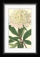 Chinese Peony Fine Art Print