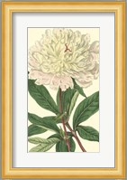 Chinese Peony Fine Art Print