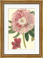 Pink Rhododendron Fine Art Print