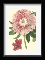 Pink Rhododendron Fine Art Print