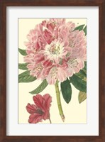 Pink Rhododendron Fine Art Print