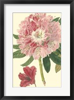 Pink Rhododendron Fine Art Print