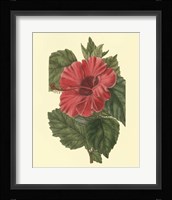 Chinese Rose Mallow Fine Art Print