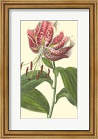 Japanese Lily Fine Art Print