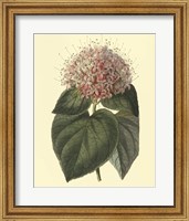 Fragrant Clerodendron Fine Art Print
