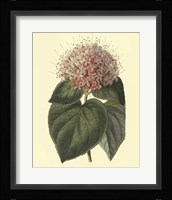 Fragrant Clerodendron Fine Art Print