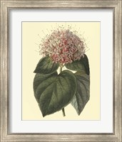 Fragrant Clerodendron Fine Art Print