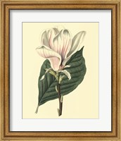 Yulan Magnolia Fine Art Print