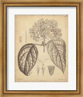 Vintage Curtis Botanical I Fine Art Print