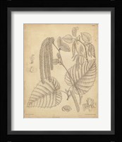 Vintage Curtis Botanical II Fine Art Print