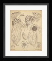 Vintage Curtis Botanical III Fine Art Print