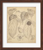 Vintage Curtis Botanical III Fine Art Print