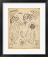 Vintage Curtis Botanical III Fine Art Print