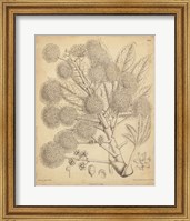 Vintage Curtis Botanical IV Fine Art Print