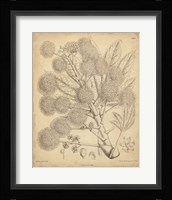 Vintage Curtis Botanical IV Fine Art Print
