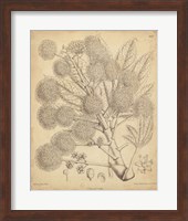 Vintage Curtis Botanical IV Fine Art Print