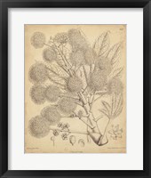 Vintage Curtis Botanical IV Fine Art Print