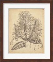 Vintage Curtis Botanical V Fine Art Print