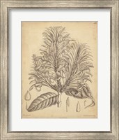 Vintage Curtis Botanical V Fine Art Print