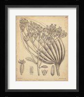 Vintage Curtis Botanical VI Fine Art Print