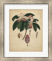 Botanical I Fine Art Print