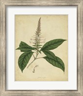 Botanical II Fine Art Print