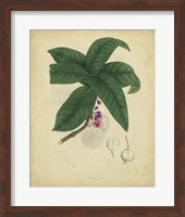 Botanical V Fine Art Print