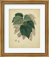 Botanical VII Fine Art Print