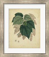 Botanical VII Fine Art Print