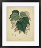 Botanical VII Fine Art Print