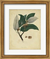 Botanical VIII Fine Art Print