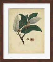 Botanical VIII Fine Art Print