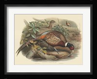 Pheasants I Fine Art Print