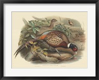 Pheasants I Fine Art Print