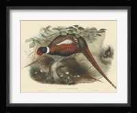 Pheasants II Fine Art Print