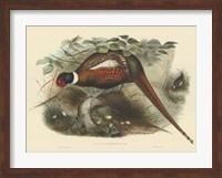 Pheasants II Fine Art Print