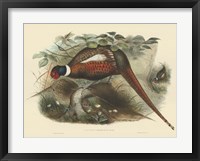Pheasants II Fine Art Print