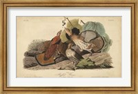 Audubon Ruffed Grouse Fine Art Print