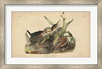Audubon Green Heron Fine Art Print