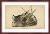 Audubon Green Heron Fine Art Print
