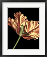 Vibrant Tulips I Fine Art Print