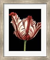 Vibrant Tulips II Fine Art Print