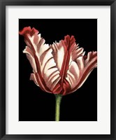 Vibrant Tulips II Fine Art Print