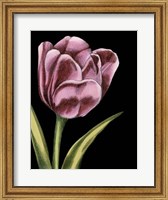 Vibrant Tulips III Fine Art Print