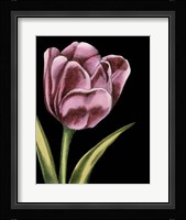 Vibrant Tulips III Fine Art Print