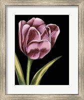 Vibrant Tulips III Fine Art Print