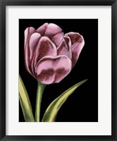 Vibrant Tulips III Fine Art Print