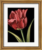 Vibrant Tulips IV Fine Art Print