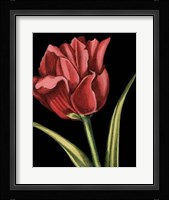 Vibrant Tulips IV Fine Art Print